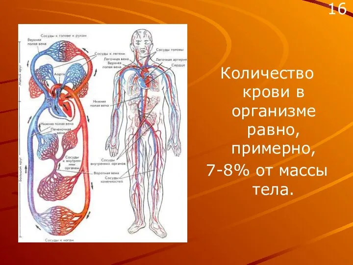 Количество крови в организме равно, примерно, 7-8% от массы тела. 16