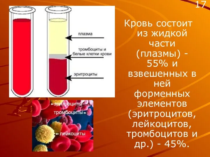 Кровь состоит из жидкой части (плазмы) - 55% и взвешенных в