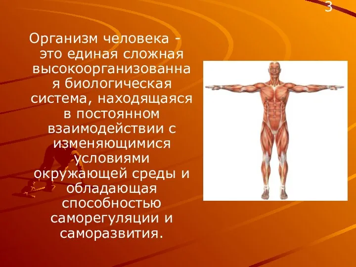 Организм человека - это единая сложная высокоорганизованная биологическая система, находящаяся в