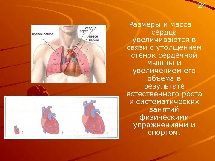 Размеры и масса сердца увеличиваются в связи с утолщением стенок сердечной