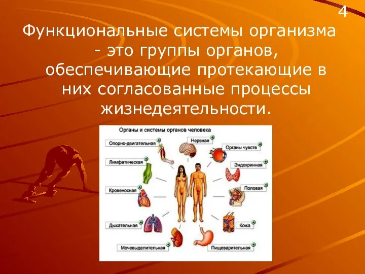 Функциональные системы организма - это группы органов, обеспечивающие протекающие в них согласованные процессы жизнедеятельности. 4