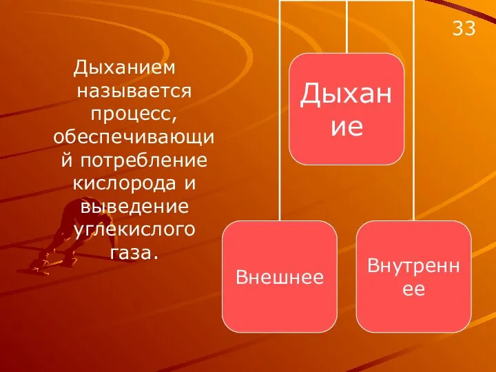 Дыханием называется процесс, обеспечивающий потребление кислорода и выведение углекислого газа. 33