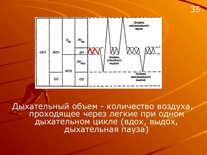 Дыхательный объем - количество воздуха, проходящее через легкие при одном дыхательном