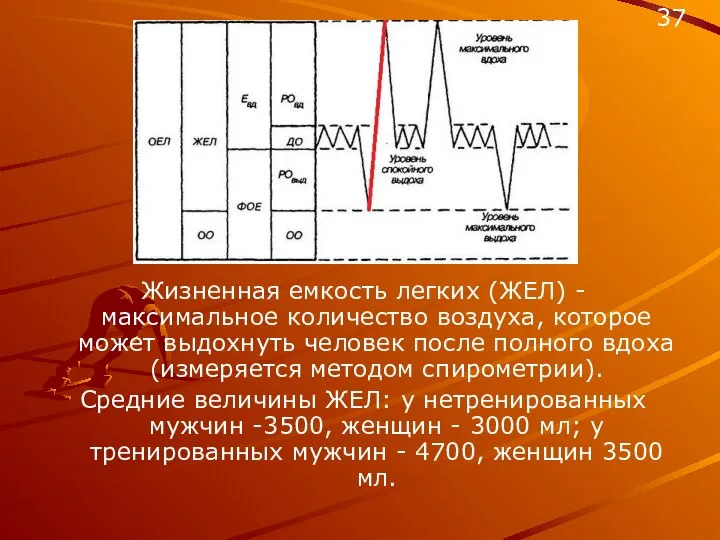 Жизненная емкость легких (ЖЕЛ) - максимальное количество воздуха, которое может выдохнуть