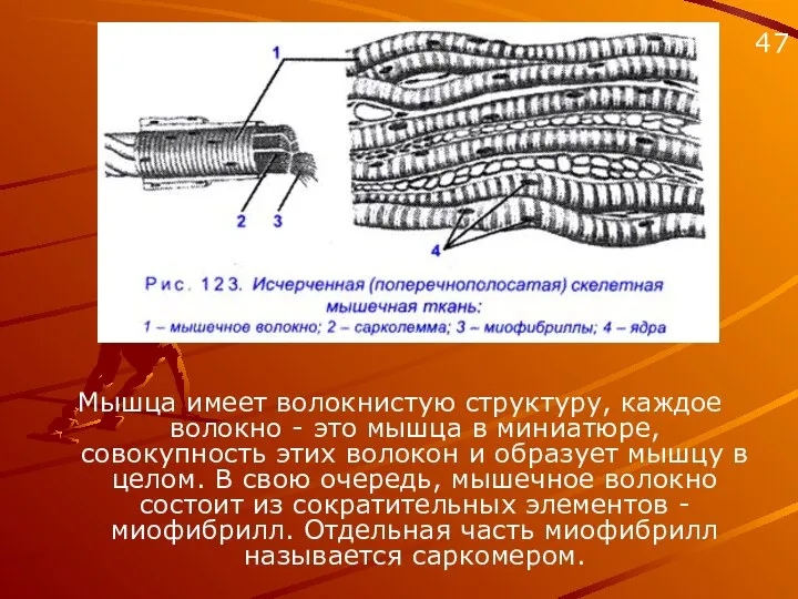 Мышца имеет волокнистую структуру, каждое волокно - это мышца в миниатюре,