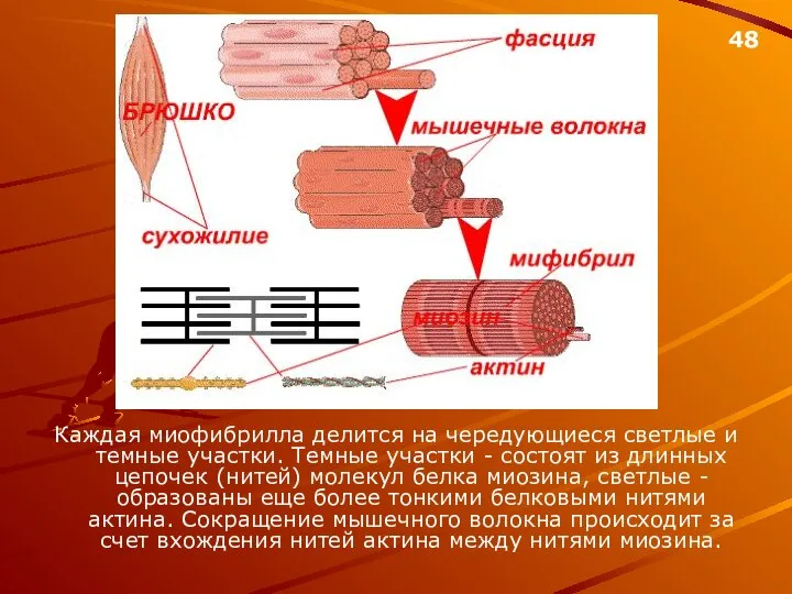 Каждая миофибрилла делится на чередующиеся светлые и темные участки. Темные участки