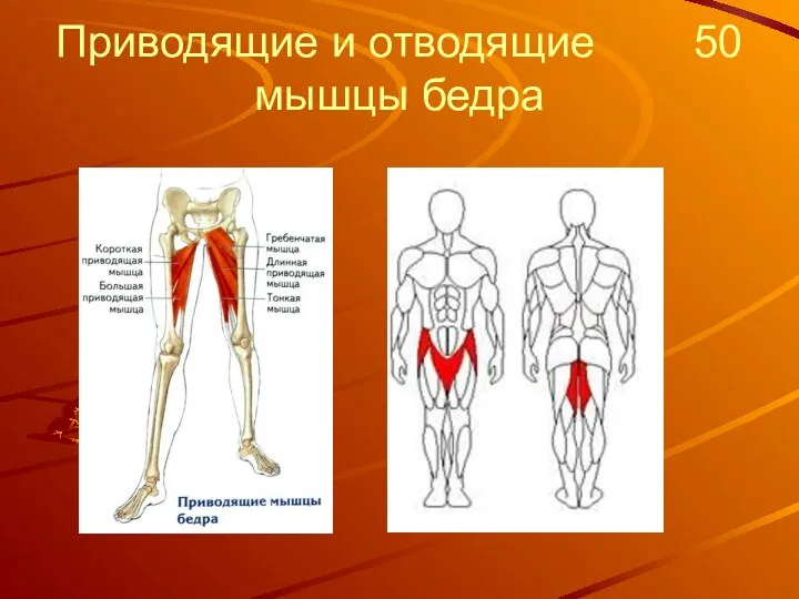 Приводящие и отводящие 50 мышцы бедра