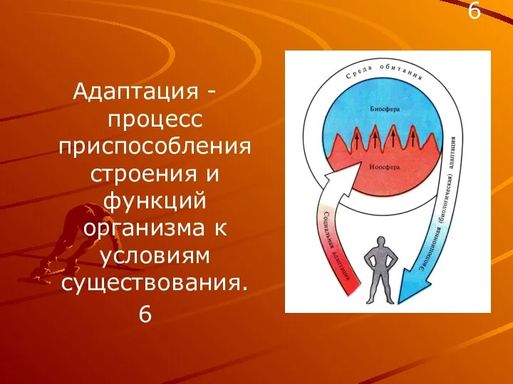 Адаптация - процесс приспособления строения и функций организма к условиям существования. 6 6