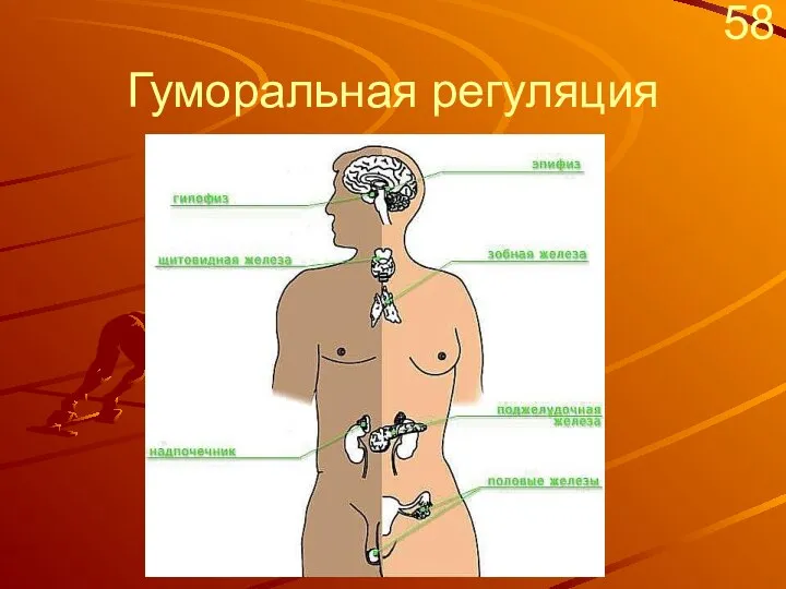 Гуморальная регуляция 58