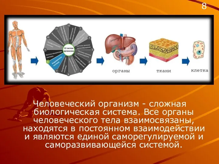 Человеческий организм - сложная биологическая система. Все органы человеческого тела взаимосвязаны,