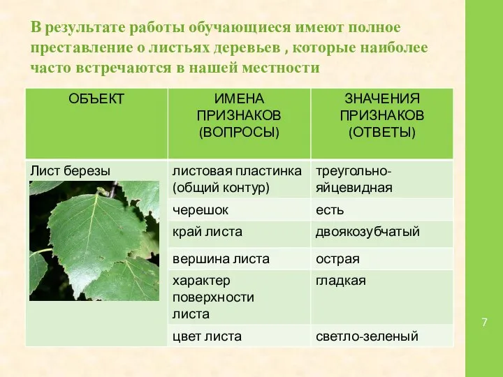 В результате работы обучающиеся имеют полное преставление о листьях деревьев ,