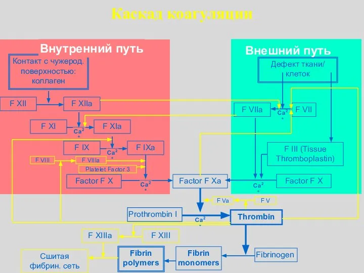 Каскад коагуляции