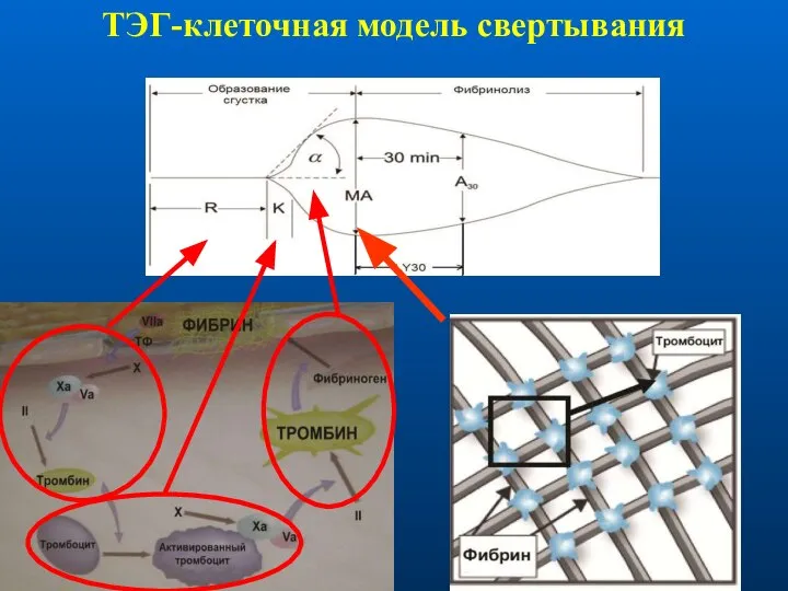 ТЭГ-клеточная модель свертывания