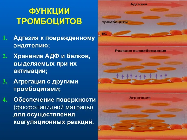 ФУНКЦИИ ТРОМБОЦИТОВ Адгезия к поврежденному эндотелию; Хранение АДФ и белков, выделяемых