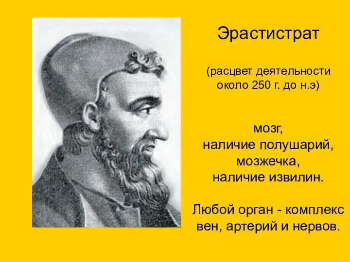 Эрастистрат (расцвет деятельности около 250 г. до н.э) мозг, наличие полушарий,