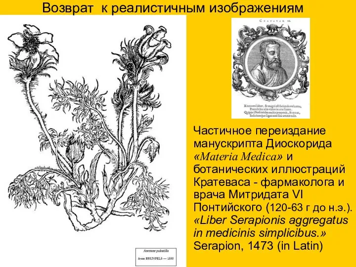 Частичное переиздание манускрипта Диоскорида «Materia Medica» и ботанических иллюстраций Кратеваса -