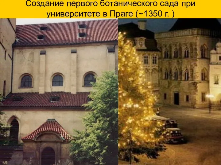 Создание первого ботанического сада при университете в Праге (~1350 г. )