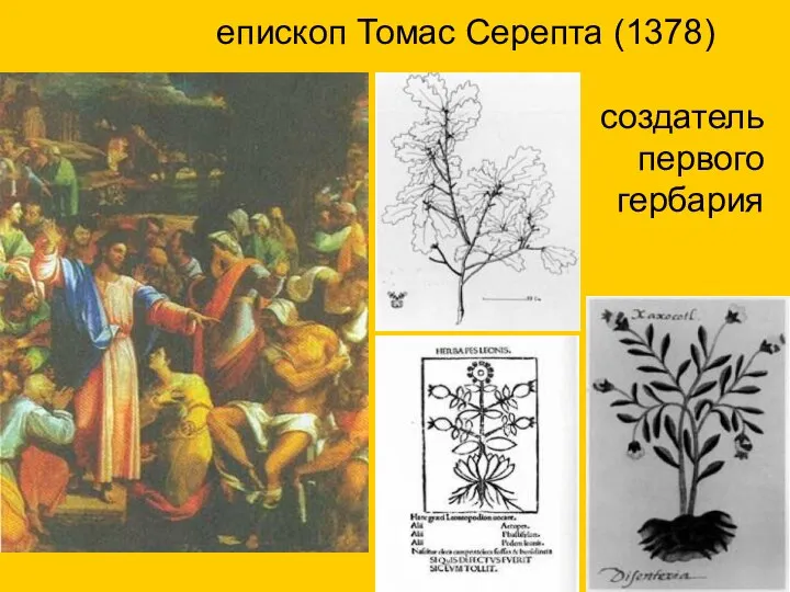 епископ Томас Cерепта (1378) создатель первого гербария