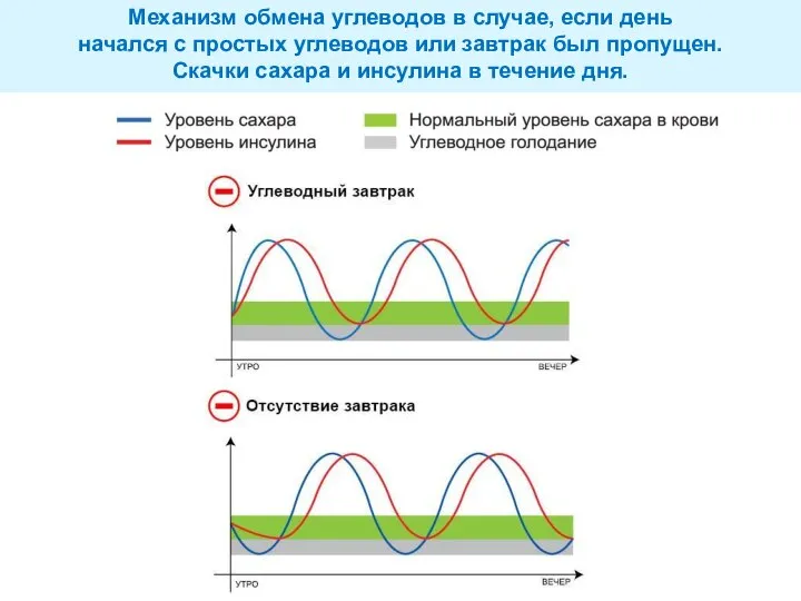 Механизм обмена углеводов в случае, если день начался с простых углеводов