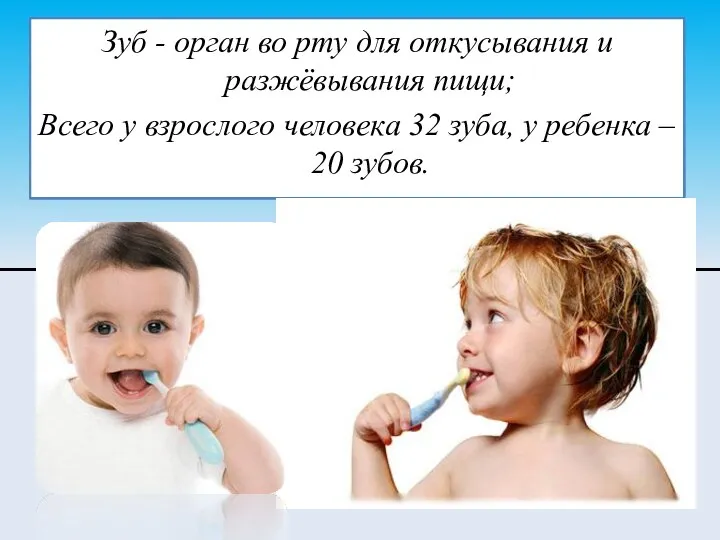 Зуб - орган во рту для откусывания и разжёвывания пищи; Всего