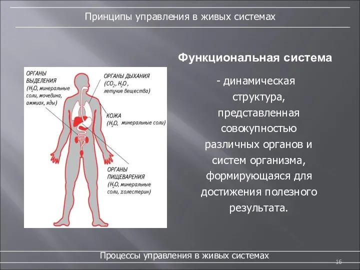 Функциональная система - динамическая структура, представленная совокупностью различных органов и систем