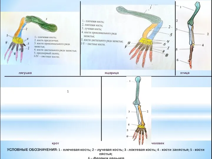 лягушка ящерица птица крот человек УСЛОВНЫЕ ОБОЗНАЧЕНИЯ: 1 - плечевая кость;
