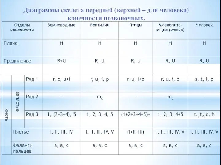 Диаграммы скелета передней (верхней – для человека) конечности позвоночных.