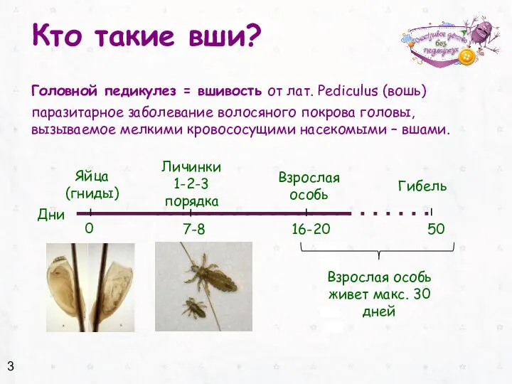 Кто такие вши? Головной педикулез = вшивость от лат. Pediculus (вошь)