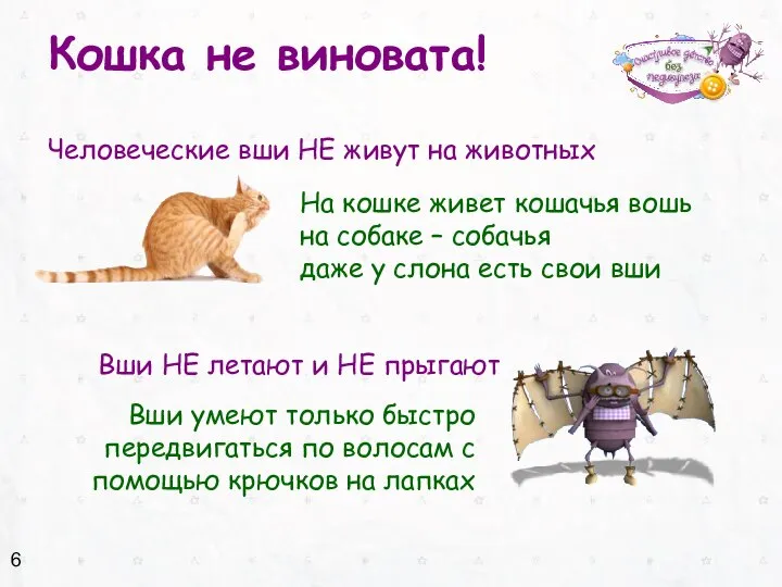 Кошка не виновата! Человеческие вши НЕ живут на животных На кошке