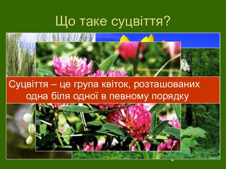 Що таке суцвіття? Суцвіття – це група квіток, розташованих одна біля одної в певному порядку