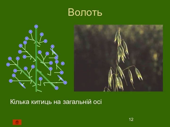 Волоть Кілька китиць на загальній осі