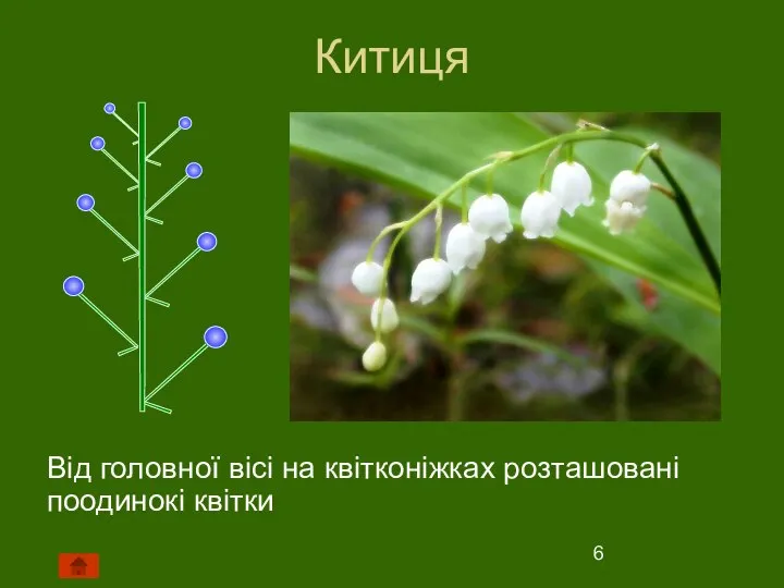 Китиця Від головної вісі на квітконіжках розташовані поодинокі квітки