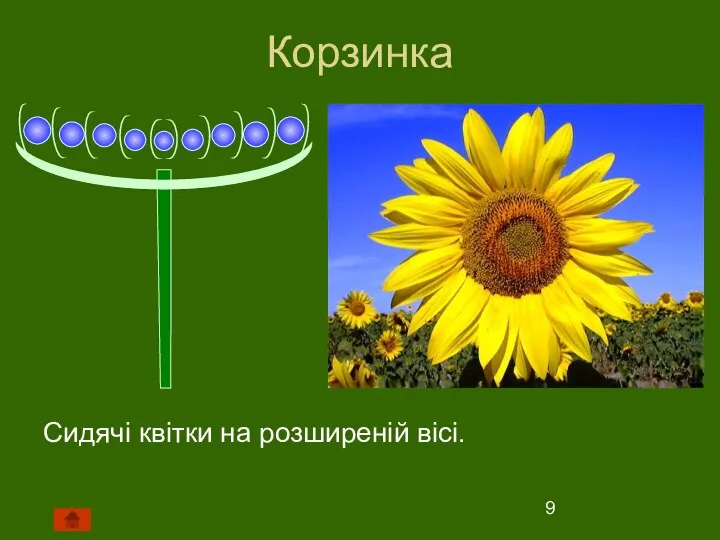 Корзинка Сидячі квітки на розширеній вісі.