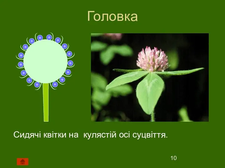 Головка Сидячі квітки на кулястій осі суцвіття.