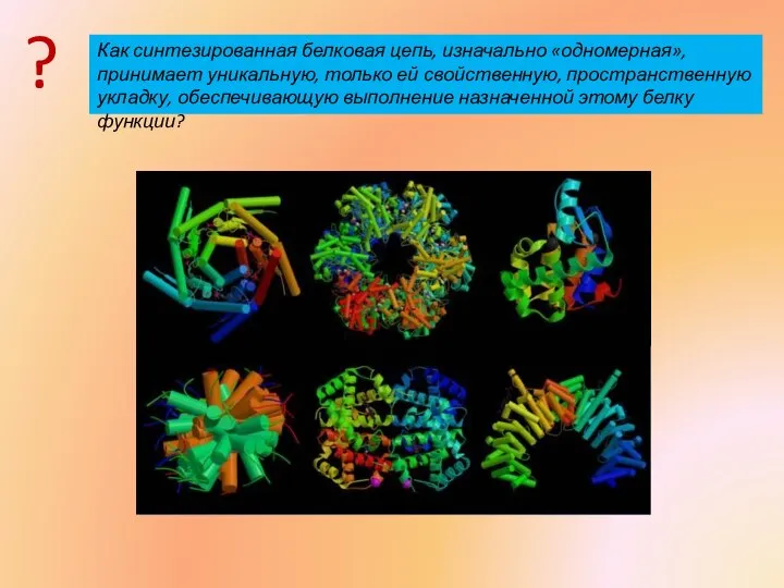 Как синтезированная белковая цепь, изначально «одномерная», принимает уникальную, только ей свойственную,