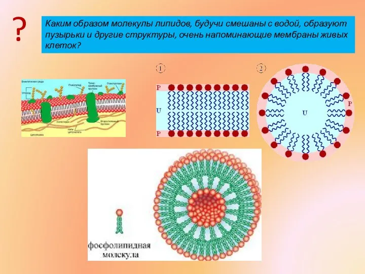 Каким образом молекулы липидов, будучи смешаны с водой, образуют пузырьки и