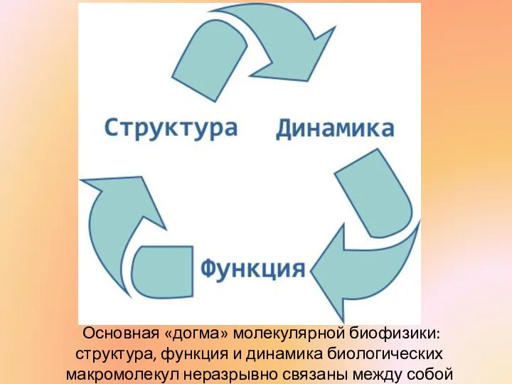 Основная «догма» молекулярной биофизики: структура, функция и динамика биологических макромолекул неразрывно связаны между собой