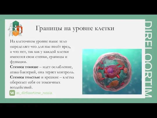 Границы на уровне клетки На клеточном уровне наше тело определяет что