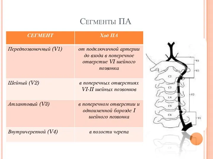 Сегменты ПА