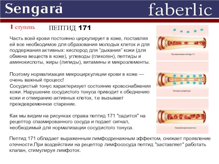 I ступень ПЕПТИД 171 Часть всей крови постоянно циркулирует в коже,