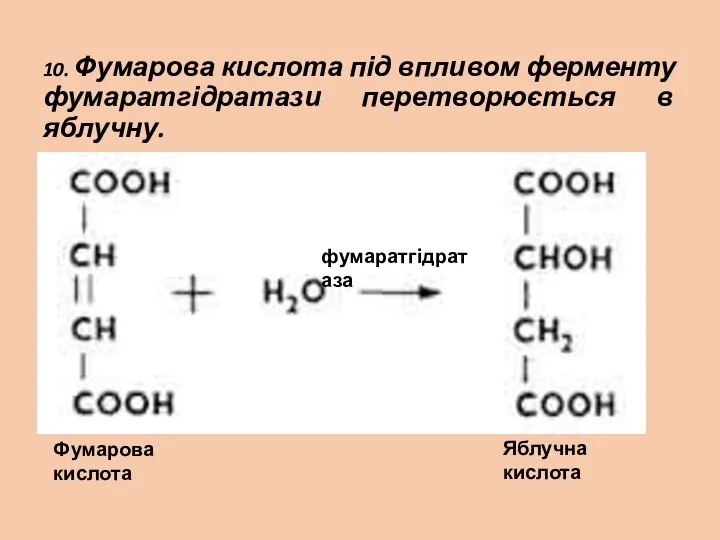 10. Фумарова кислота під впливом ферменту фумаратгідратази перетворюється в яблучну. Фумарова кислота фумаратгідратаза Яблучна кислота