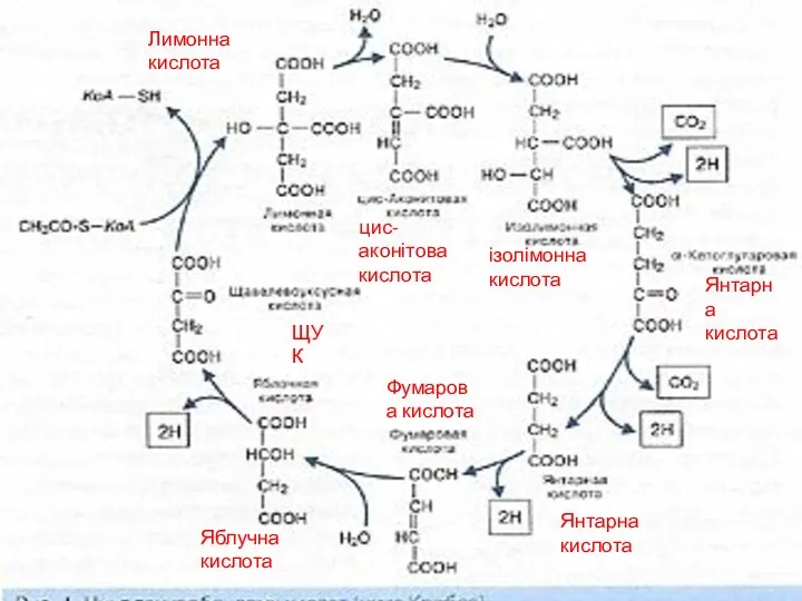 Яблучна кислота Фумарова кислота Янтарна кислота Янтарна кислота ізолімонна кислота цис-аконітова кислота Лимонна кислота ЩУК