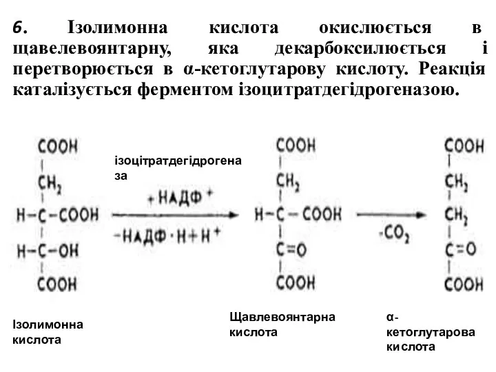 6. Ізолимонна кислота окислюється в щавелевоянтарну, яка декарбоксилюється і перетворюється в