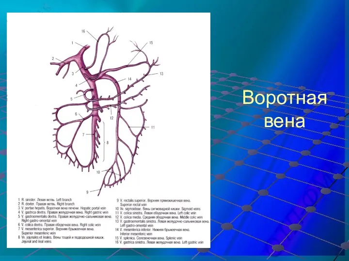 Воротная вена