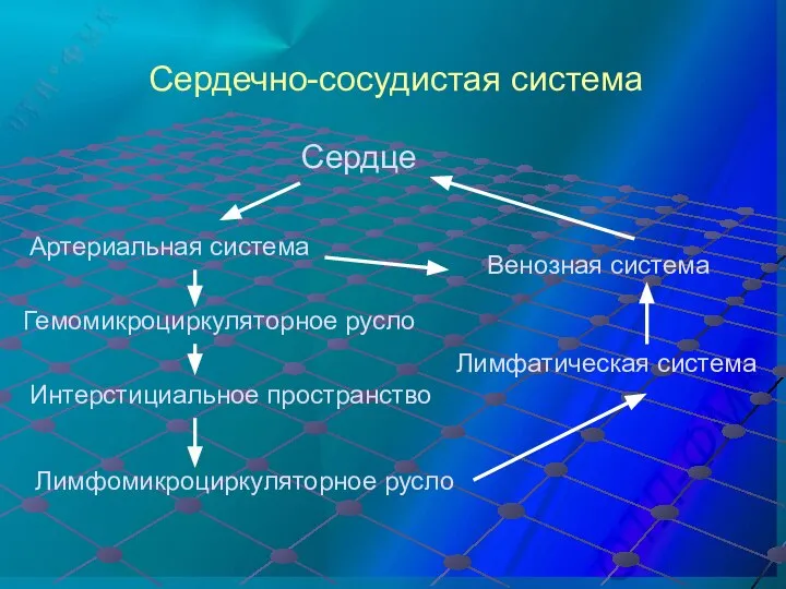 Сердечно-сосудистая система Сердце Венозная система Лимфатическая система Гемомикроциркуляторное русло Артериальная система Интерстициальное пространство Лимфомикроциркуляторное русло