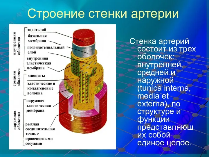 Строение стенки артерии Стенка артерий состоит из трех оболочек: внутренней, средней