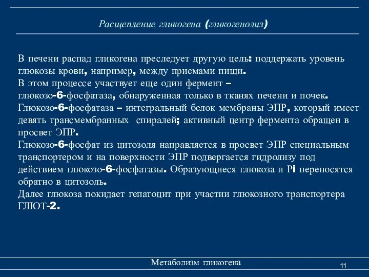 Расщепление гликогена (гликогенолиз) Метаболизм гликогена В печени распад гликогена преследует другую