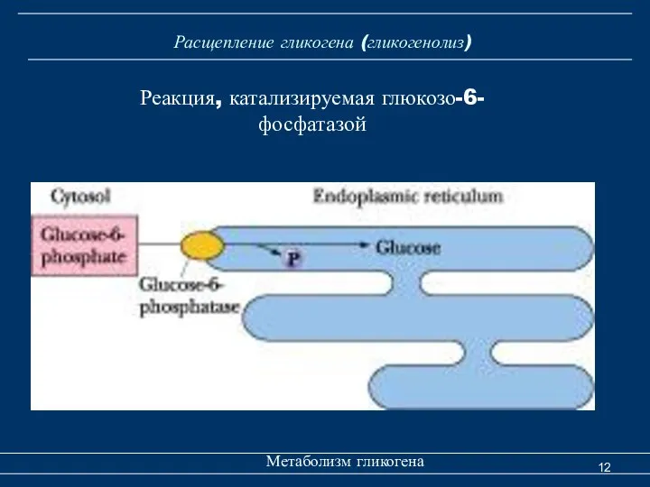 Расщепление гликогена (гликогенолиз) Метаболизм гликогена Реакция, катализируемая глюкозо-6-фосфатазой