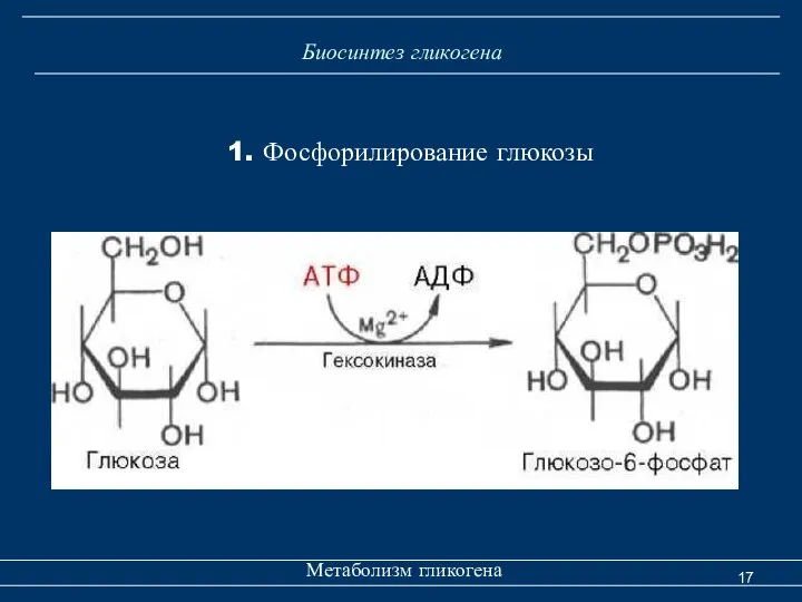 Биосинтез гликогена Метаболизм гликогена 1. Фосфорилирование глюкозы