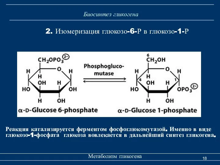 Биосинтез гликогена Метаболизм гликогена 2. Изомеризация глюкозо-6-Р в глюкозо-1-Р Реакция катализируется